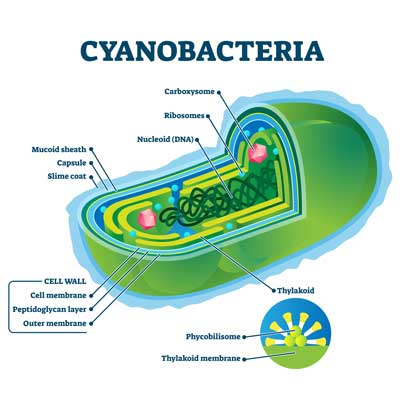Diagram of a cyanobacteria