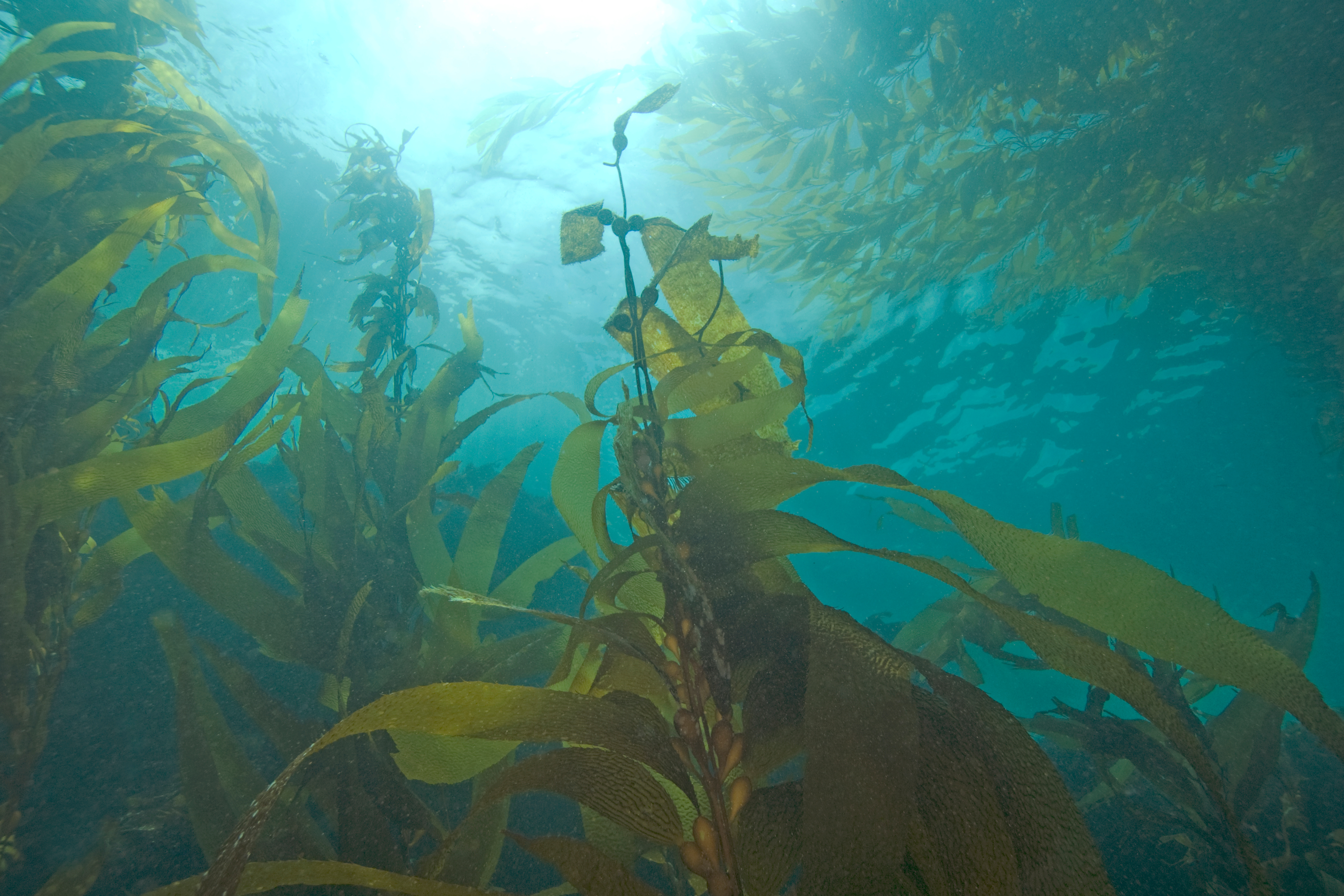 underwater view of kelp