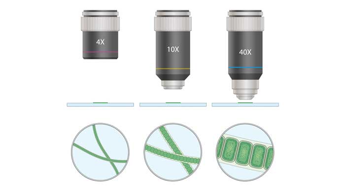 Diagram of microscopy and BGA