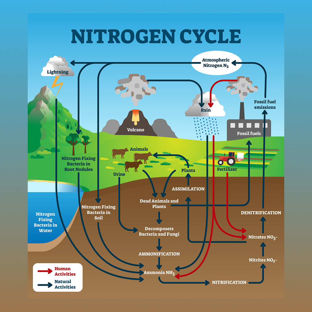 Nitrogen Cycle