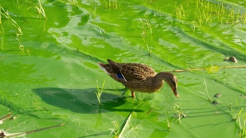 Photo of Duck walking in BGA filled lake