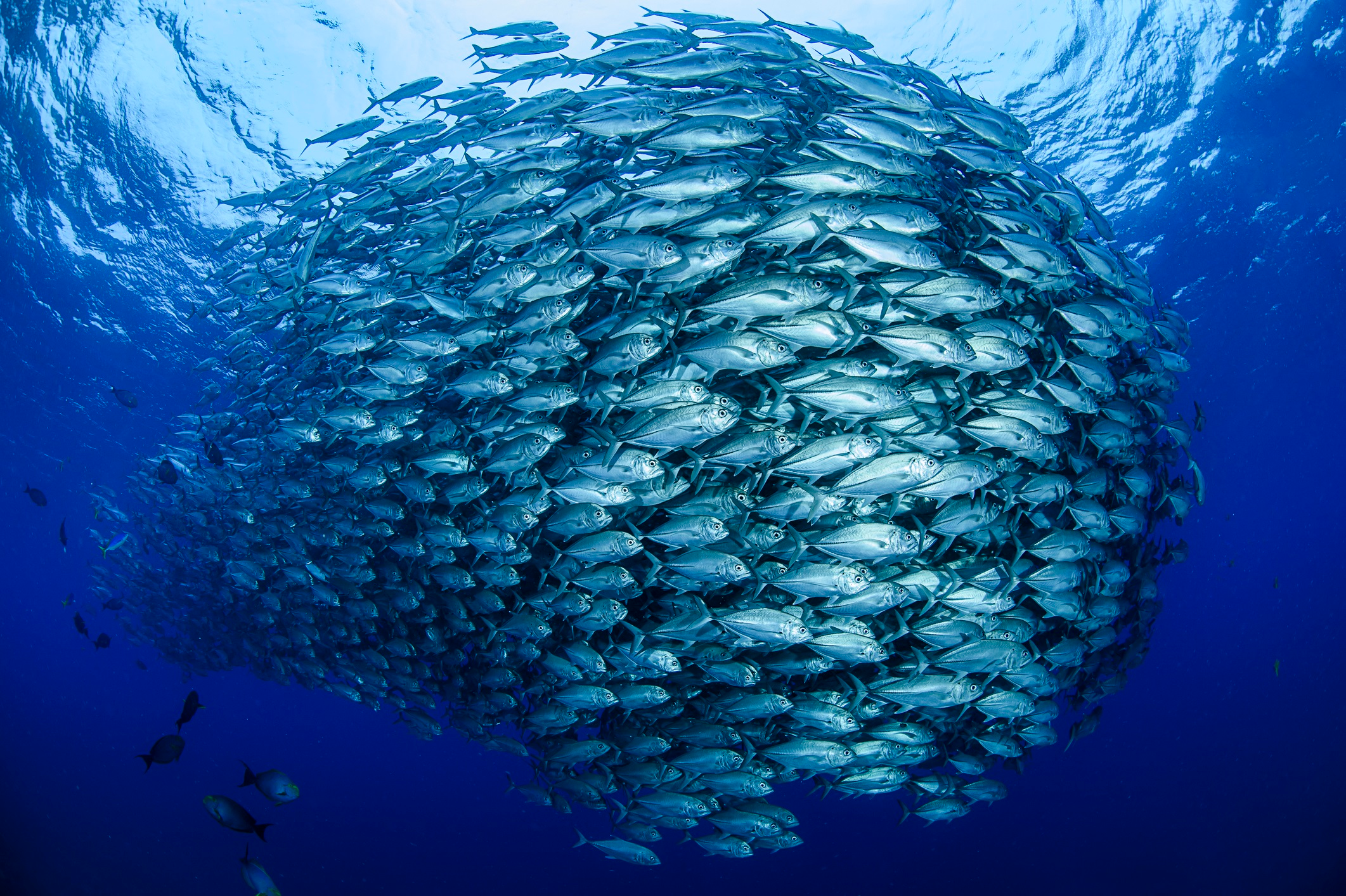 school of fish