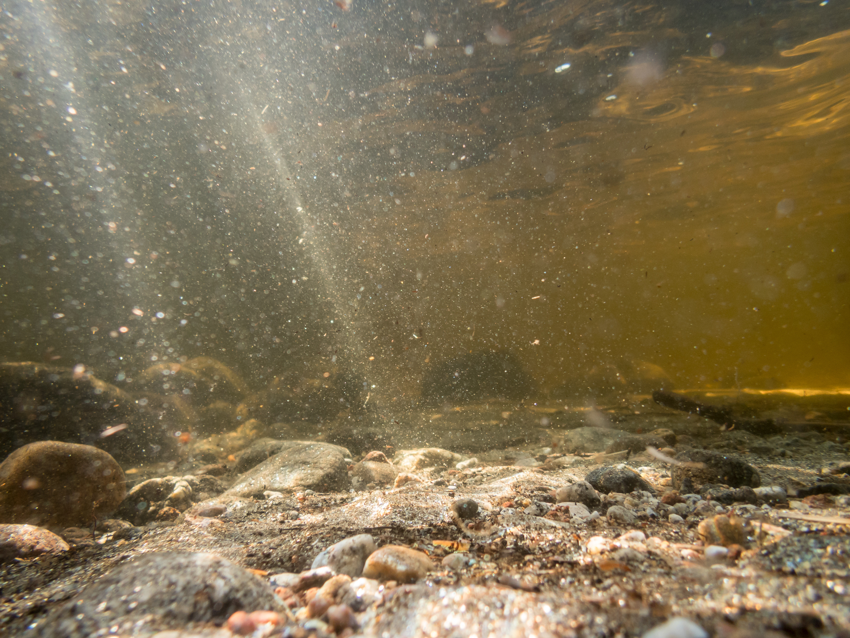 Dirty water with rocks
