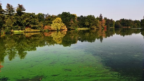 View of BGA filled lake