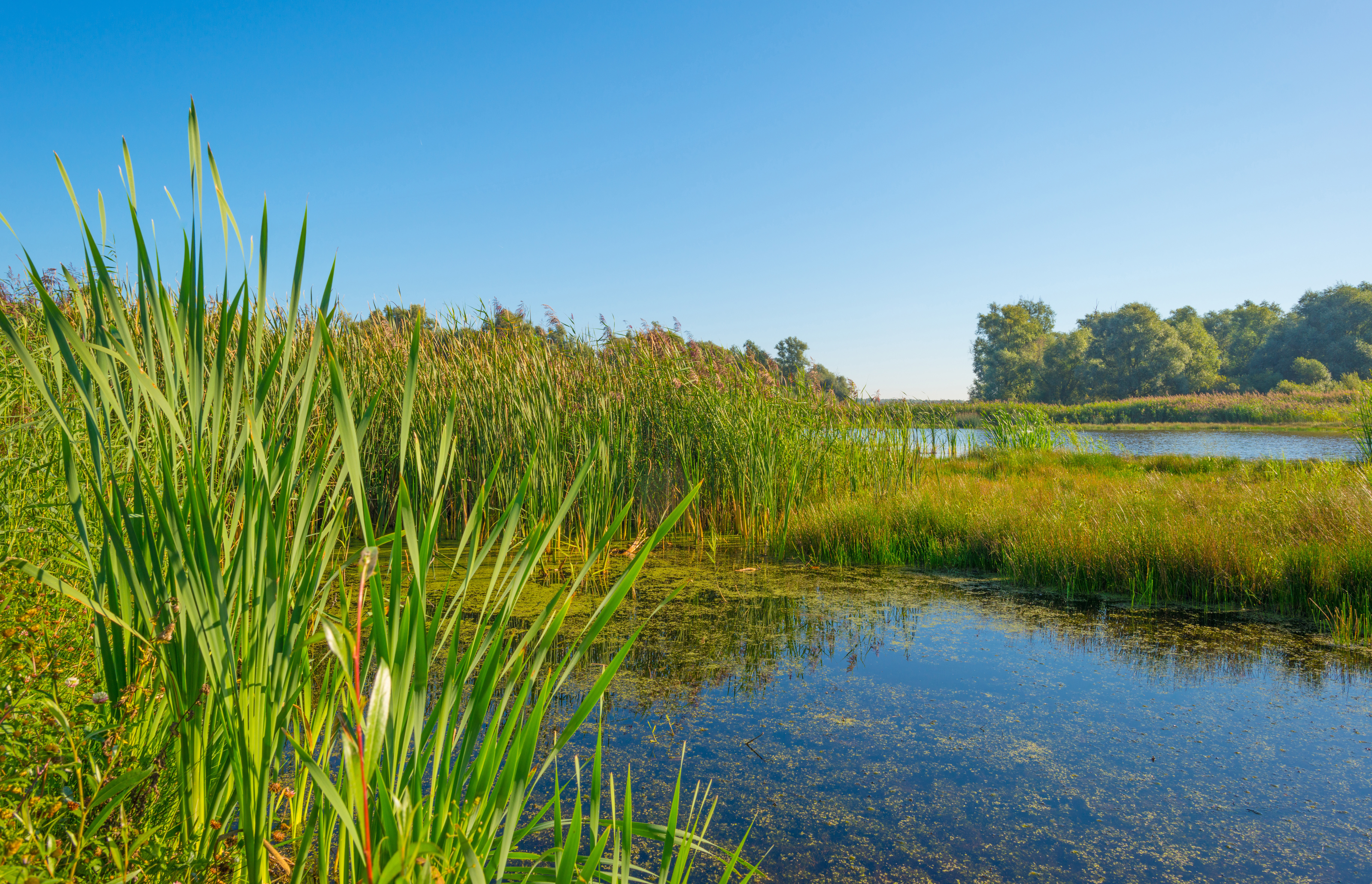 a field of pond foliage.