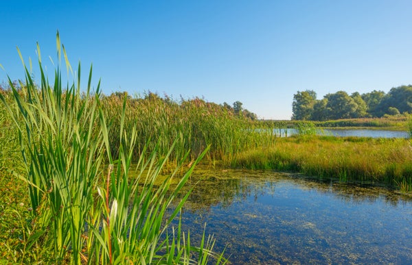 a field of pond foliage.