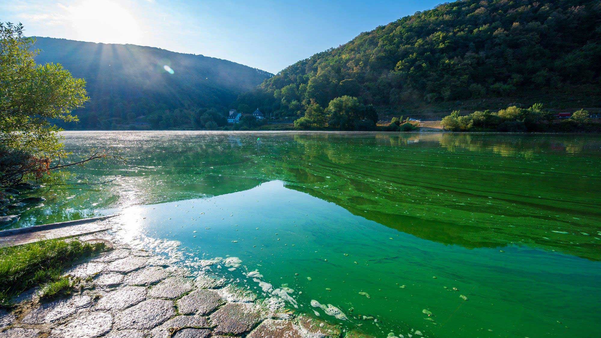 BGA in a river with very bright blue-green algae
