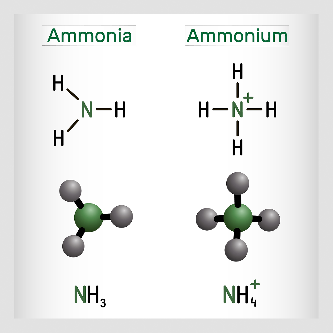 ammonia ammonium h h. n-h h-n-h h' hinih nh3 nh +